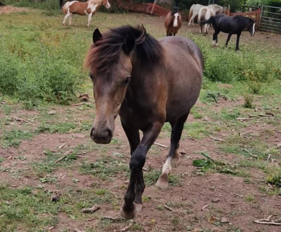 Danhi, female young Mixed Breed for adoption at Welsh Pony Rescue & Rehoming Charitable Trust