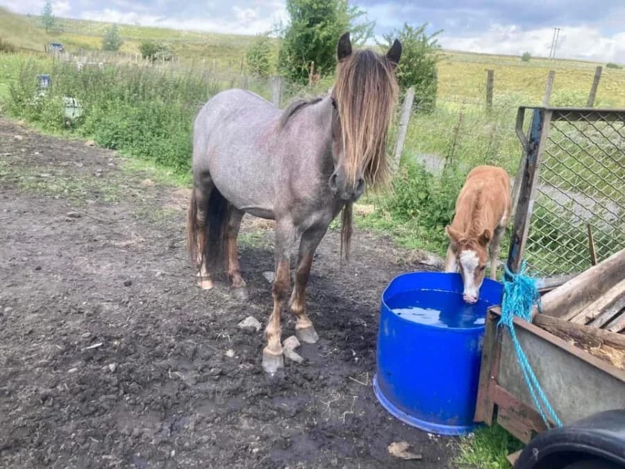Merida, female senior Mixed Breed for adoption at Welsh Pony Rescue & Rehoming Charitable Trust
