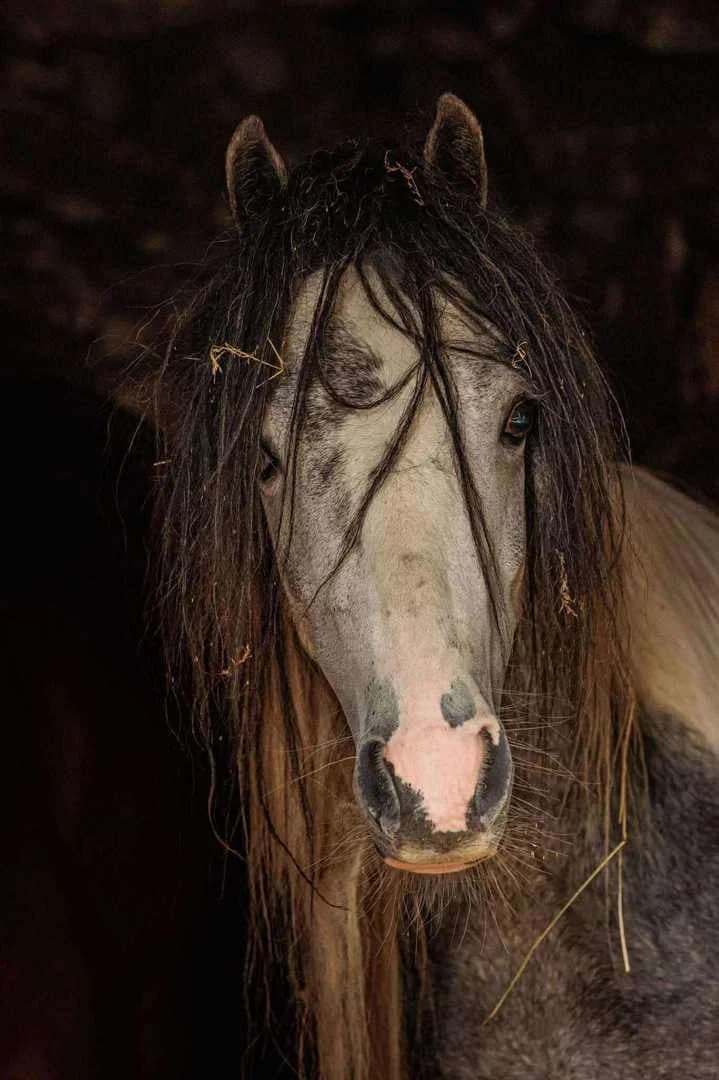 Shamrock 3/4yrs - approx 12hh, male 3yo Mixed Breed for adoption at Welsh Pony Rescue & Rehoming Charitable Trust