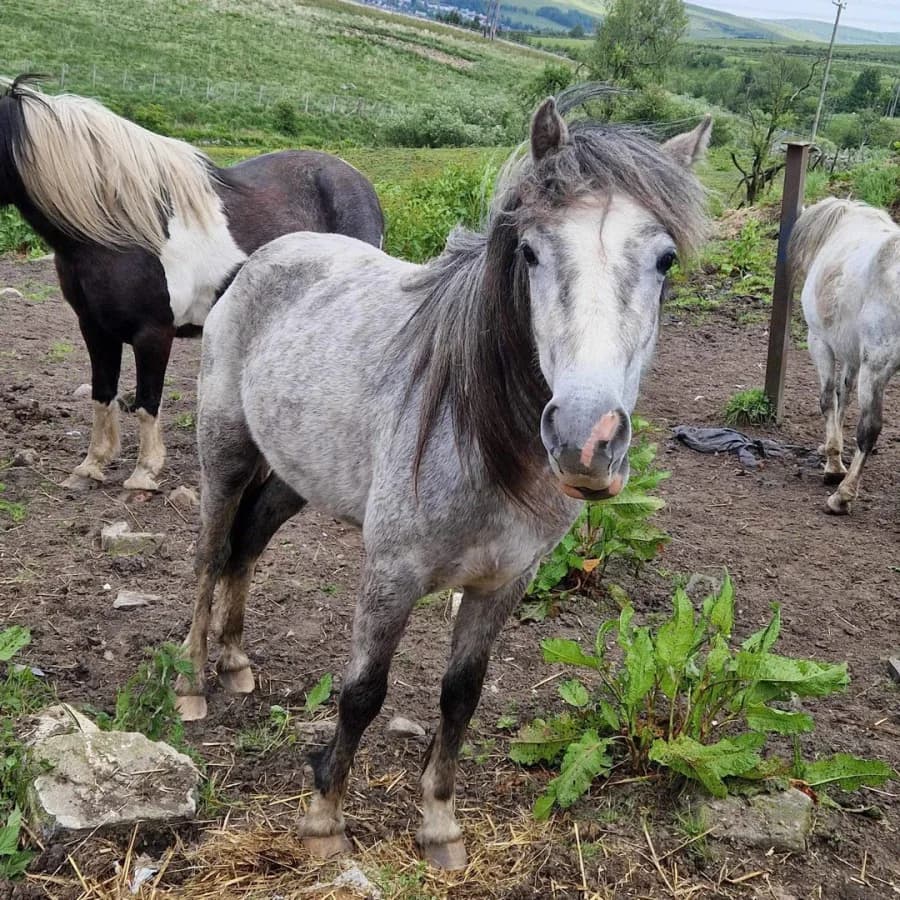 Flossie, female 3yo Mixed Breed for adoption at Welsh Pony Rescue & Rehoming Charitable Trust