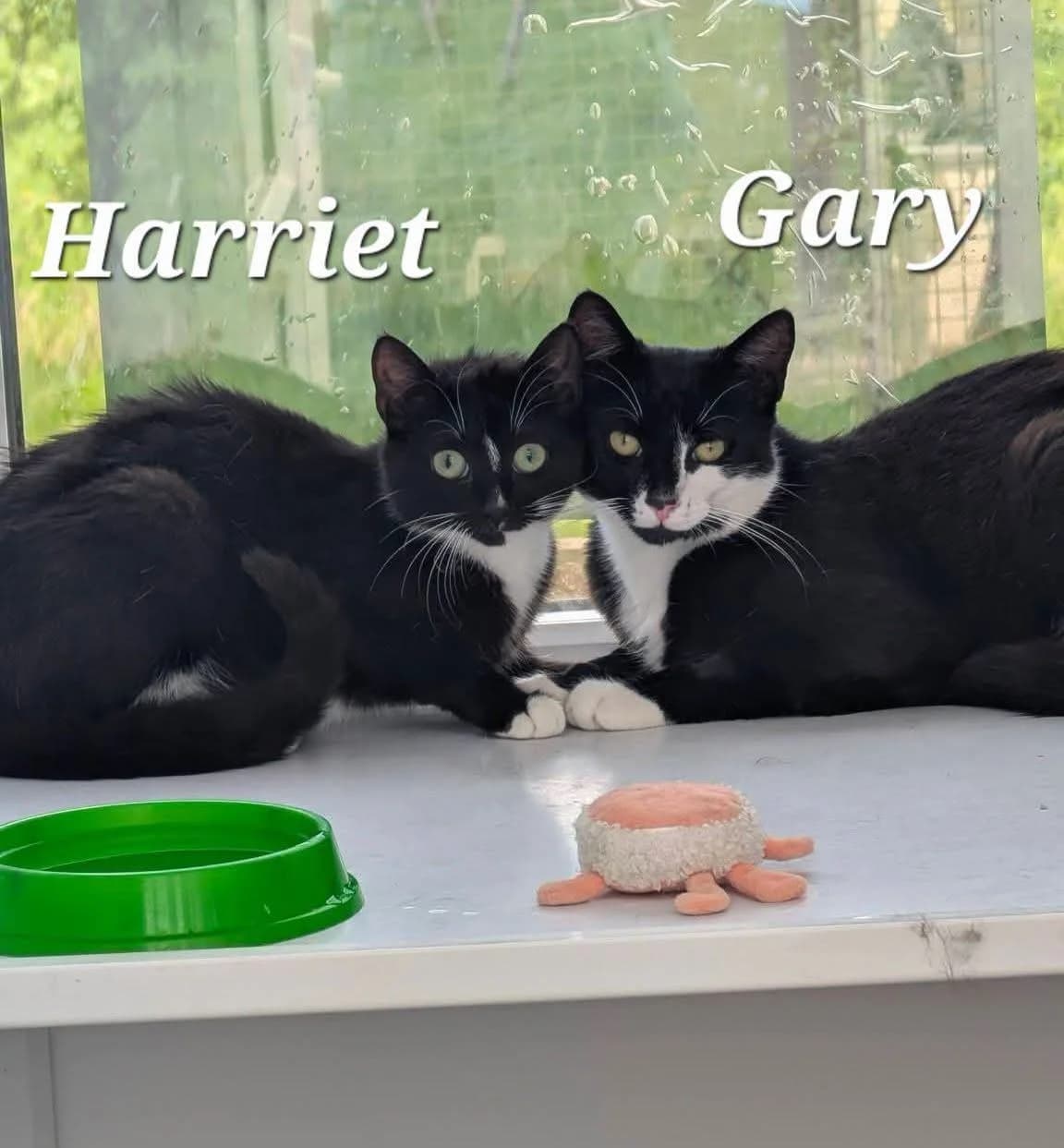 Harriet & Gary, Mixed Breed for adoption at Whitby Wildlife Sanctuary