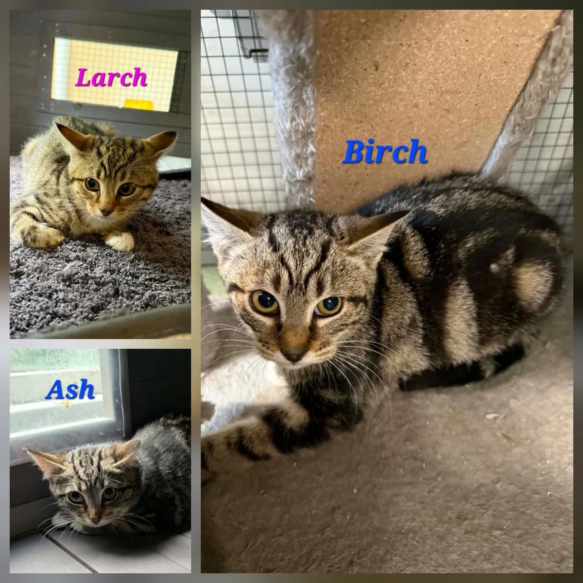 Larch, Birch & Ash, female puppy Mixed Breed for adoption at Whitby Wildlife Sanctuary