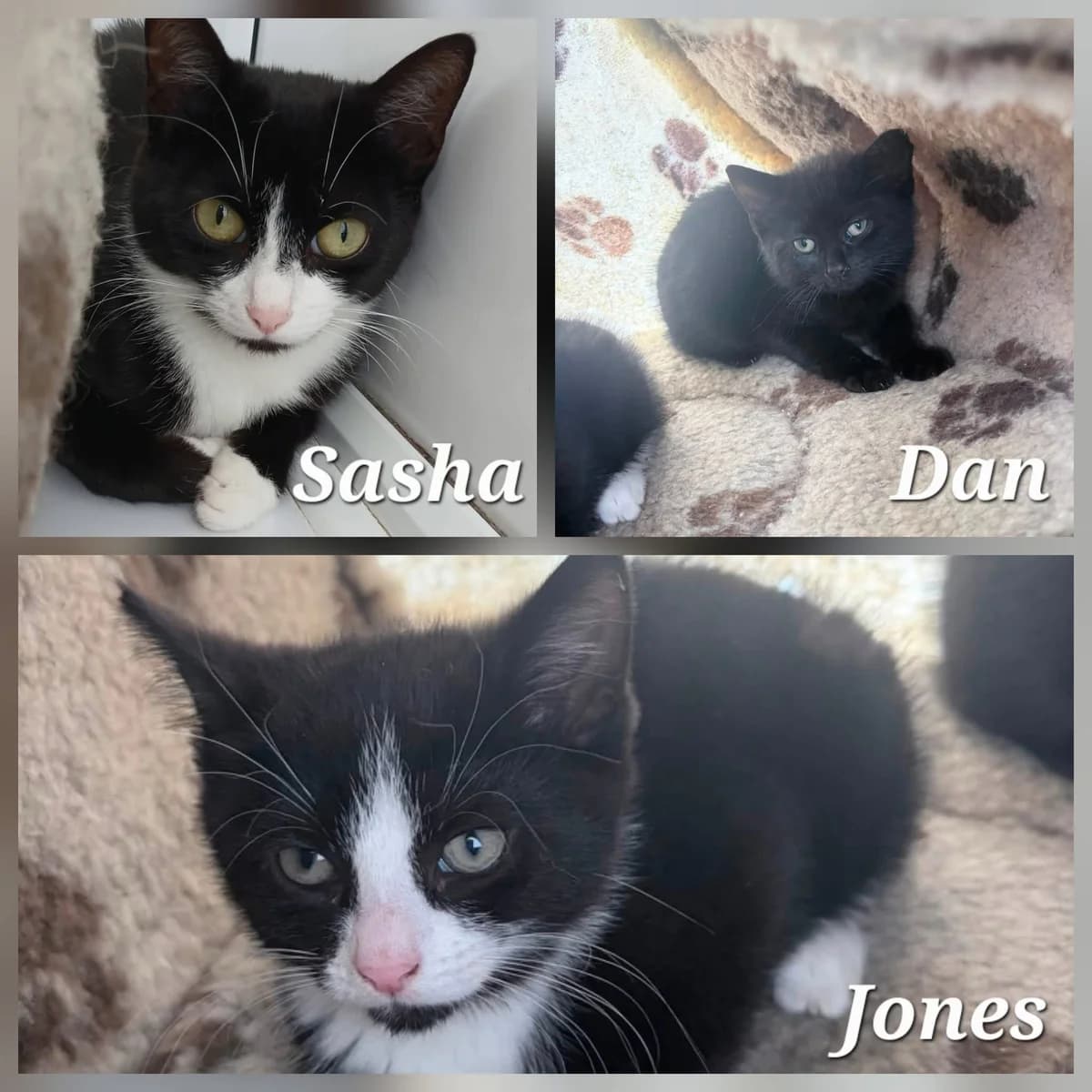 Sasha, Dan and Jones, female puppy Mixed Breed for adoption at Whitby Wildlife Sanctuary