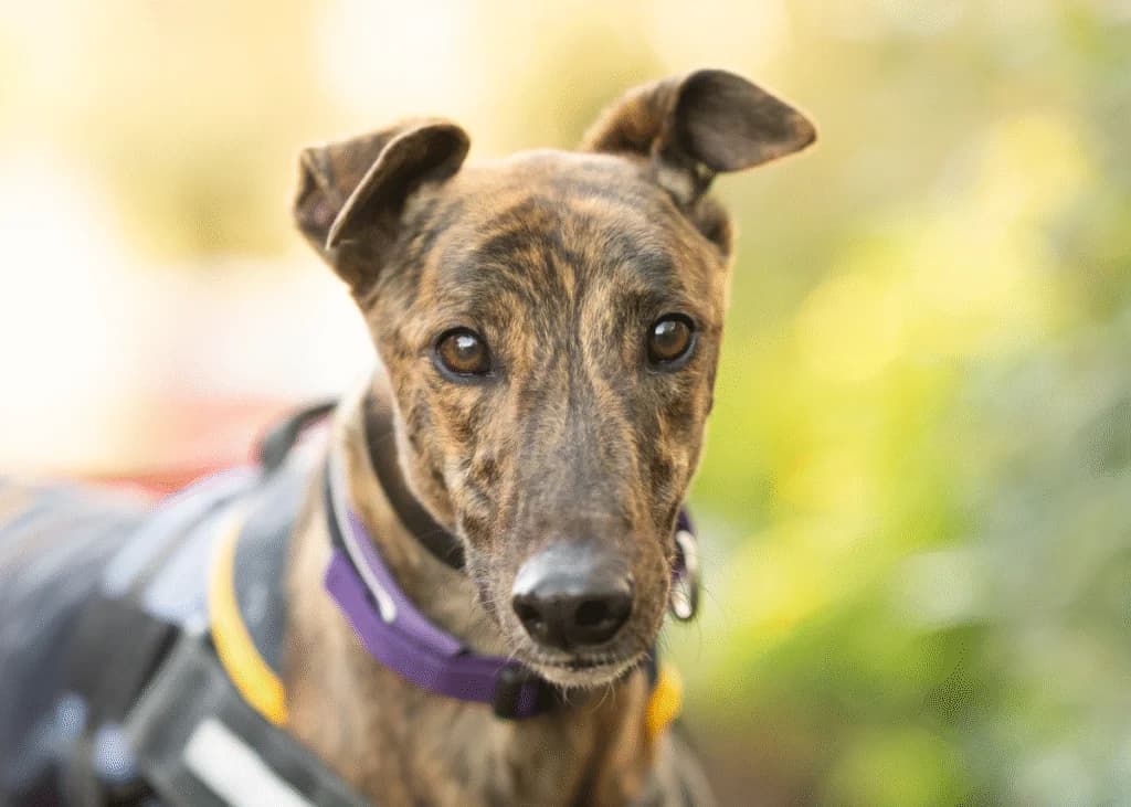 Bono, Greyhound for adoption at Wimbledon Greyhound Welfare