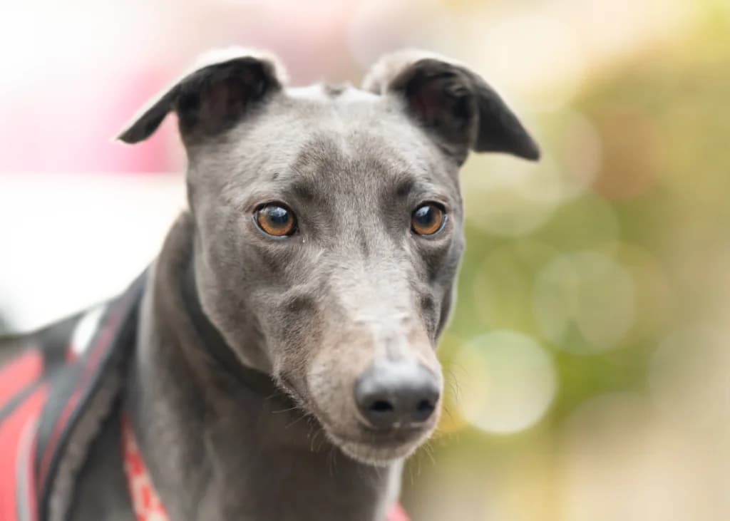 Luna, Greyhound for adoption at Wimbledon Greyhound Welfare