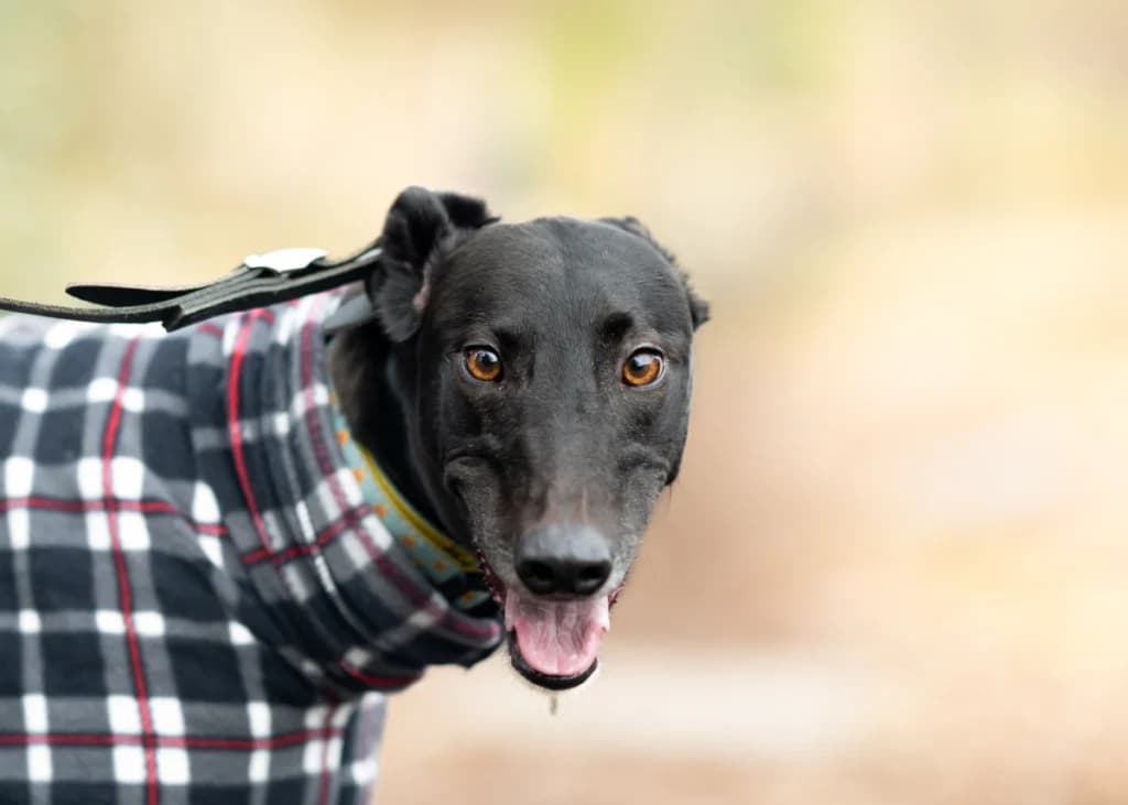 Rod, Greyhound for adoption at Wimbledon Greyhound Welfare