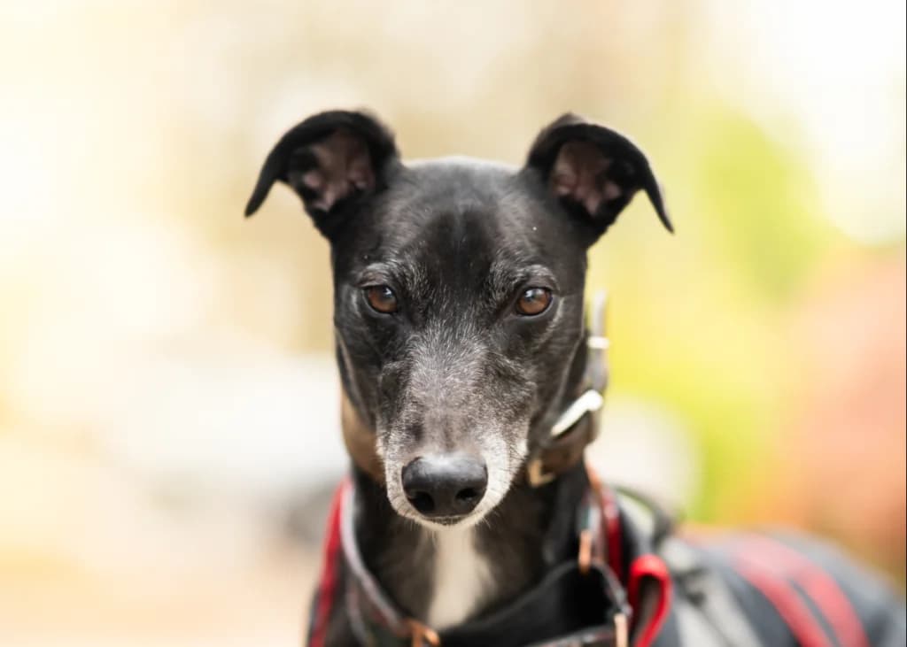 Mario, Greyhound for adoption at Wimbledon Greyhound Welfare