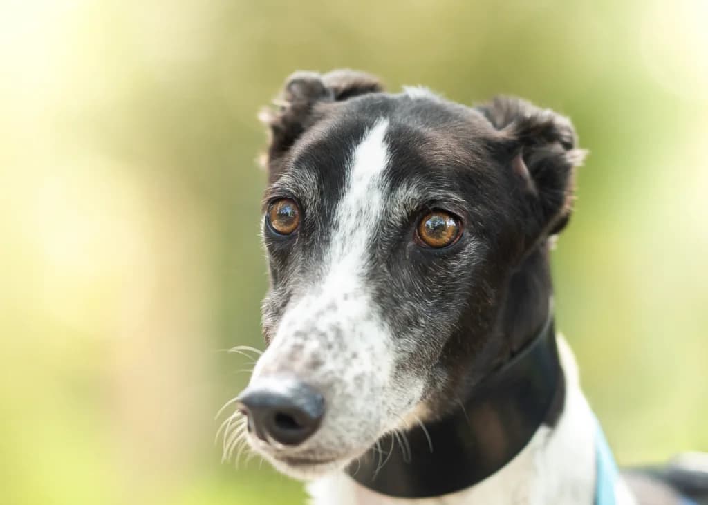 Marvin, Greyhound for adoption at Wimbledon Greyhound Welfare