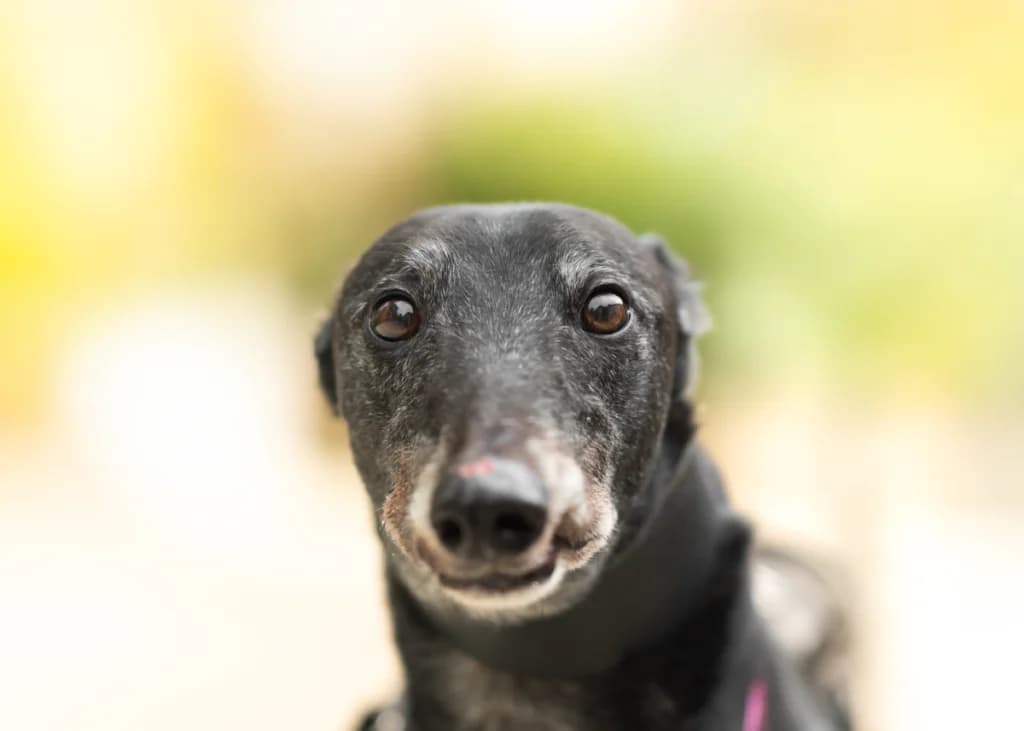 Kid, Greyhound for adoption at Wimbledon Greyhound Welfare