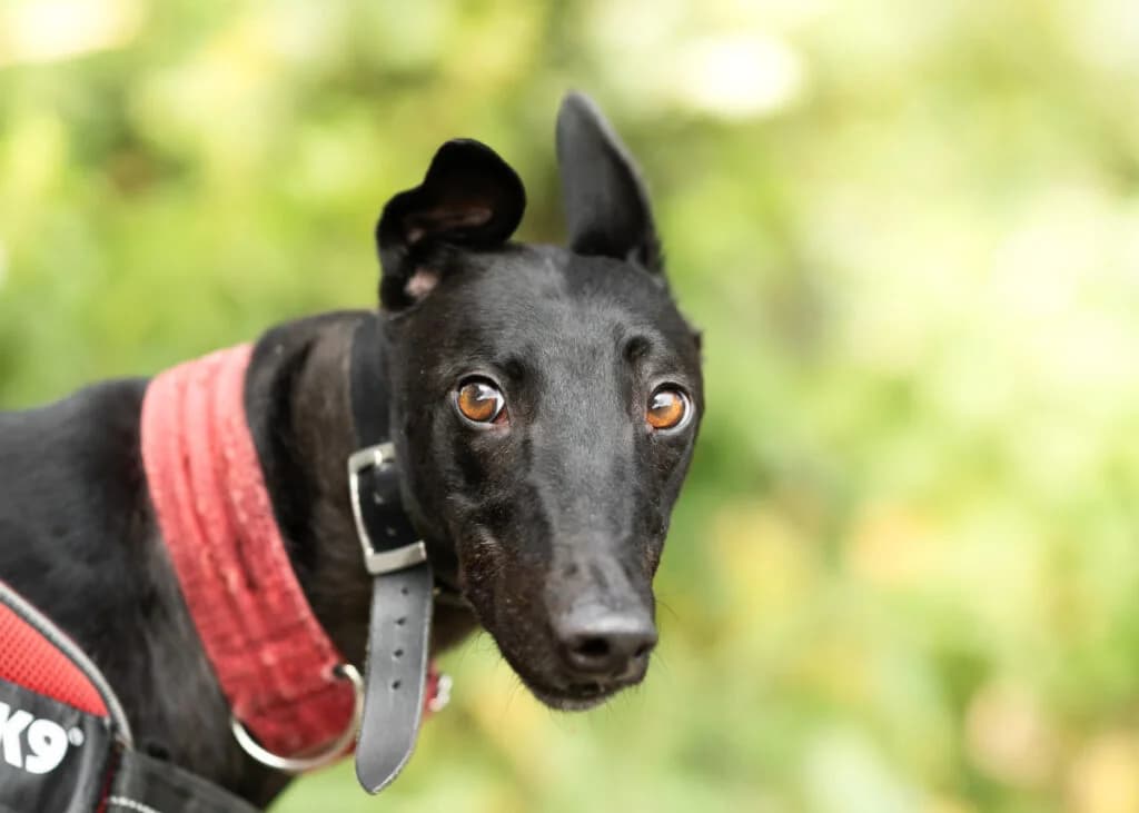 Bertie, Greyhound for adoption at Wimbledon Greyhound Welfare