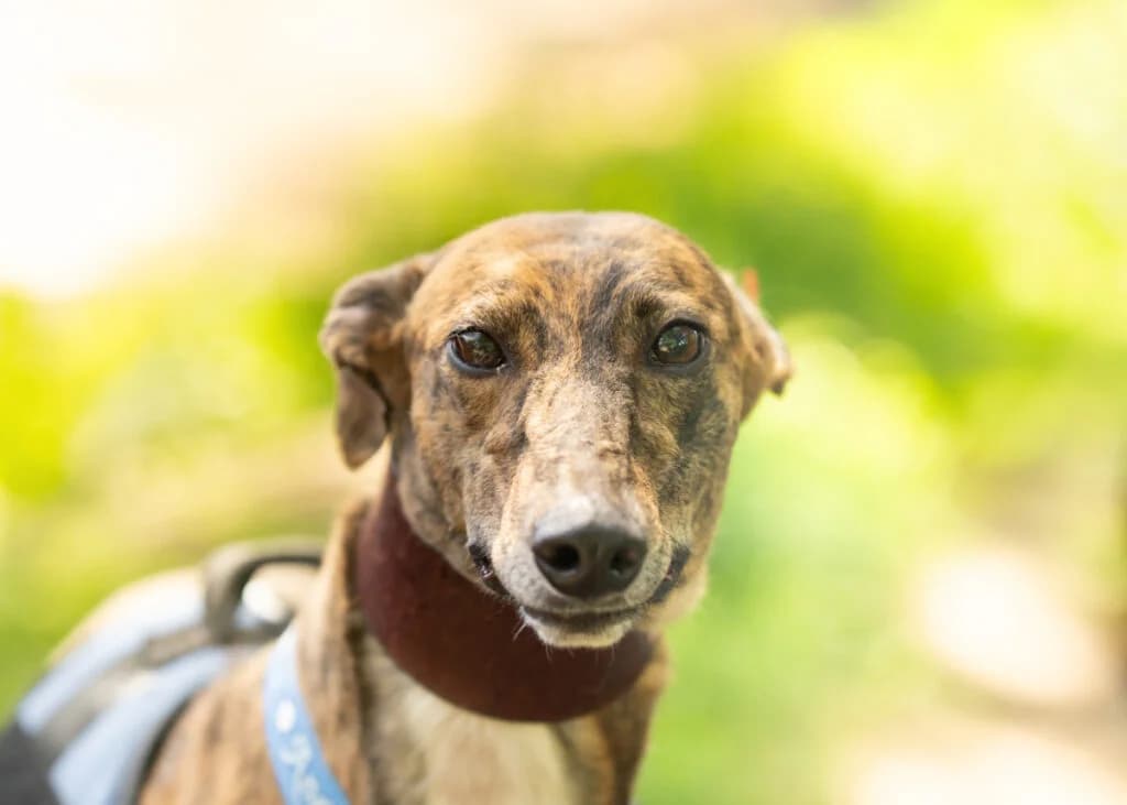 Ethel, Greyhound for adoption at Wimbledon Greyhound Welfare