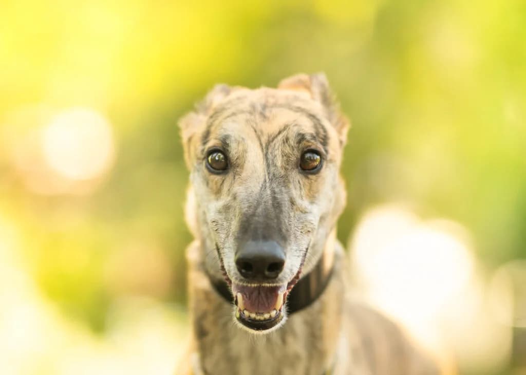 Frankie, Greyhound for adoption at Wimbledon Greyhound Welfare