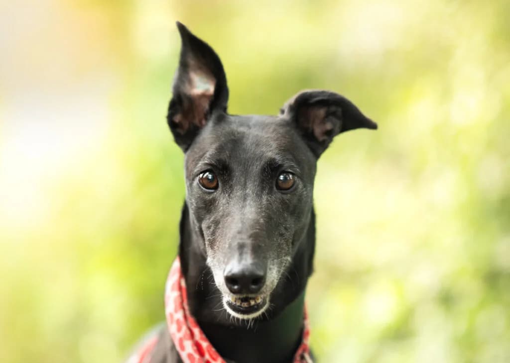 Poppy, Greyhound for adoption at Wimbledon Greyhound Welfare