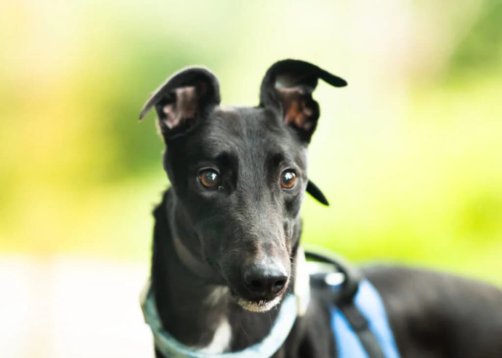 Rocky, Greyhound for adoption at Wimbledon Greyhound Welfare