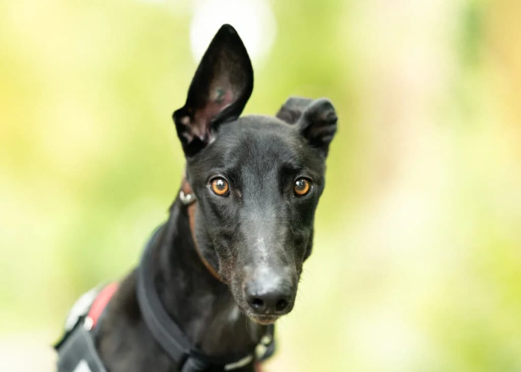 Charlie, Greyhound for adoption at Wimbledon Greyhound Welfare