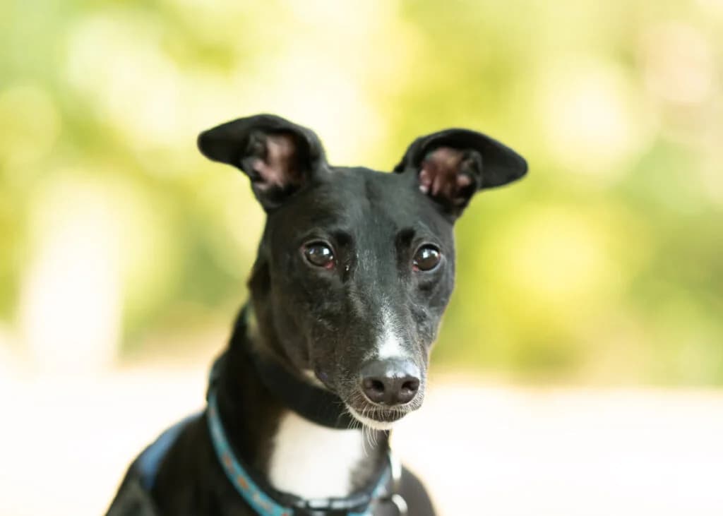 Luke, Greyhound for adoption at Wimbledon Greyhound Welfare