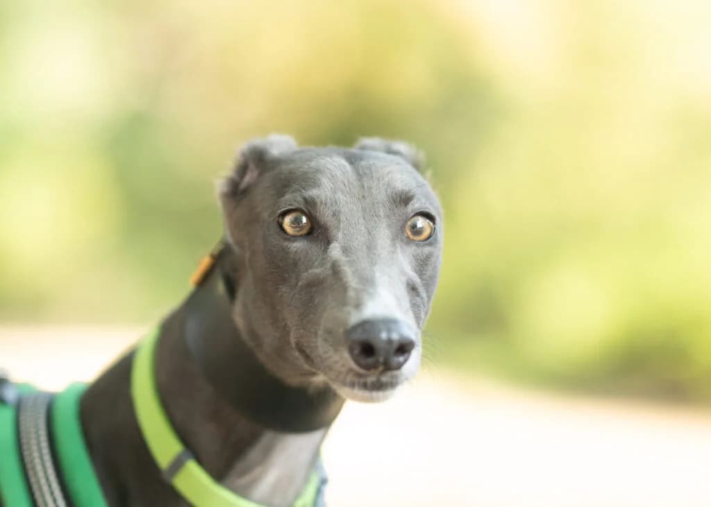 Beryl, Greyhound for adoption at Wimbledon Greyhound Welfare