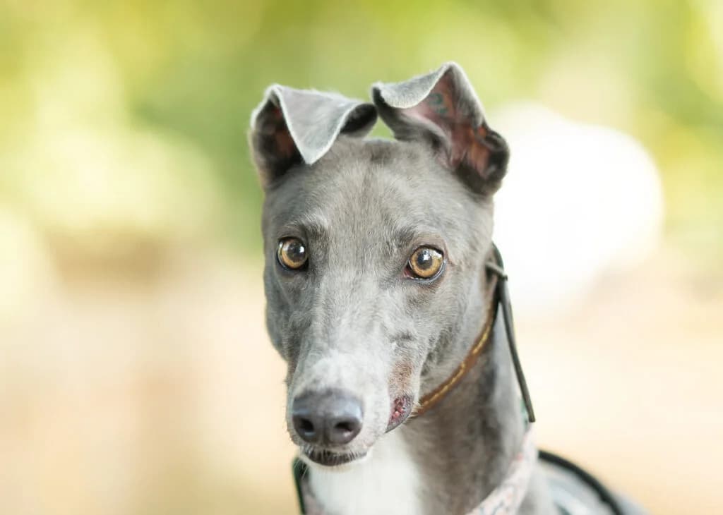 Ava, Greyhound for adoption at Wimbledon Greyhound Welfare