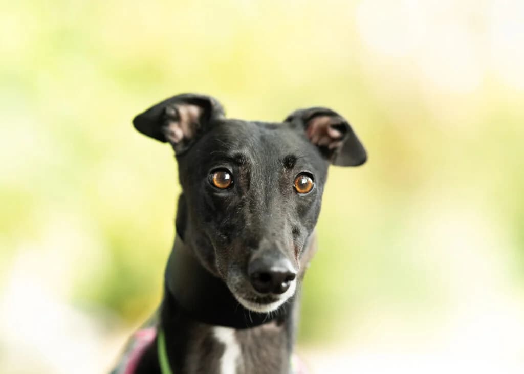 Ruby, Greyhound for adoption at Wimbledon Greyhound Welfare