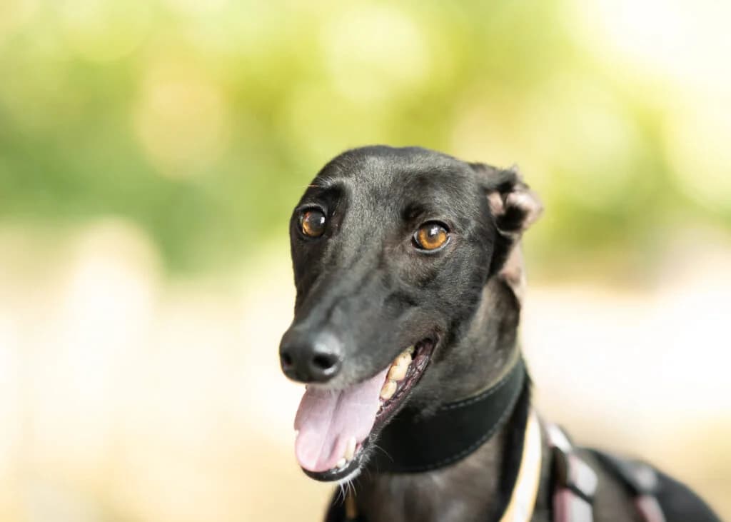 Queenie, Greyhound for adoption at Wimbledon Greyhound Welfare