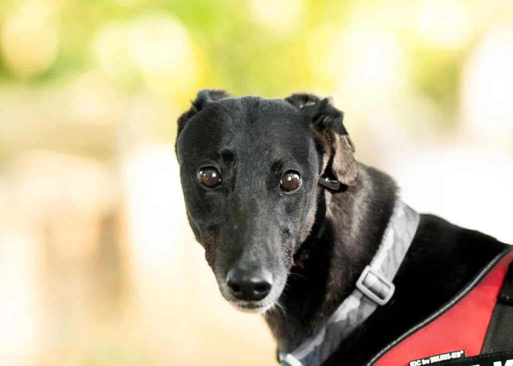 Sarah, Greyhound for adoption at Wimbledon Greyhound Welfare