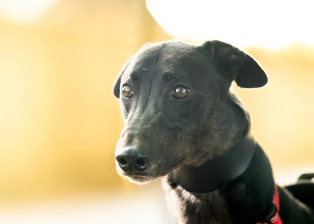 Steel, Greyhound for adoption at Wimbledon Greyhound Welfare