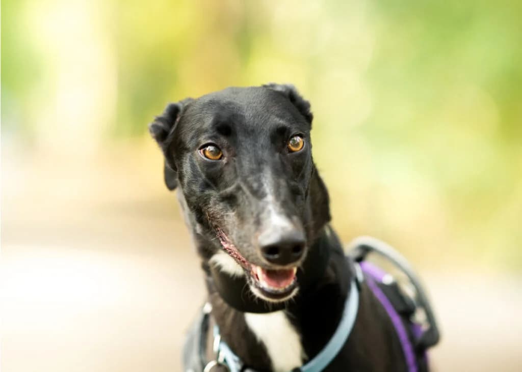 Spice, Greyhound for adoption at Wimbledon Greyhound Welfare