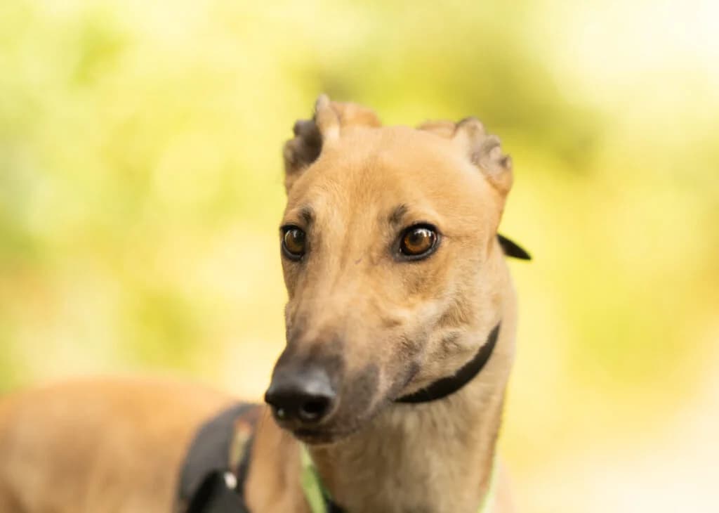 Captain, Greyhound for adoption at Wimbledon Greyhound Welfare