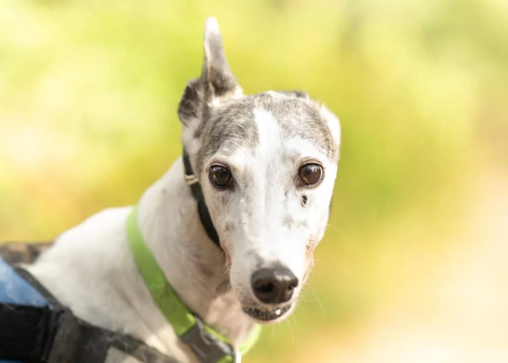 Lionel, Greyhound for adoption at Wimbledon Greyhound Welfare