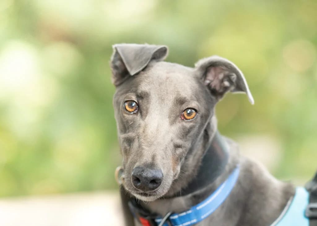 Sky, Greyhound for adoption at Wimbledon Greyhound Welfare