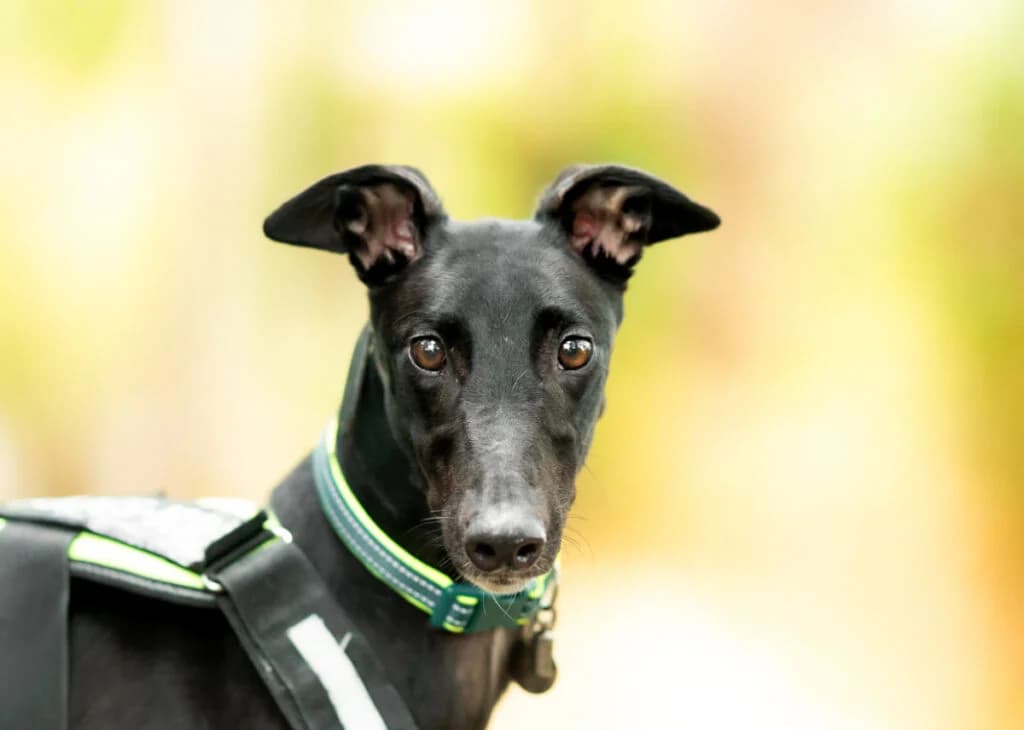 Timmy, Greyhound for adoption at Wimbledon Greyhound Welfare