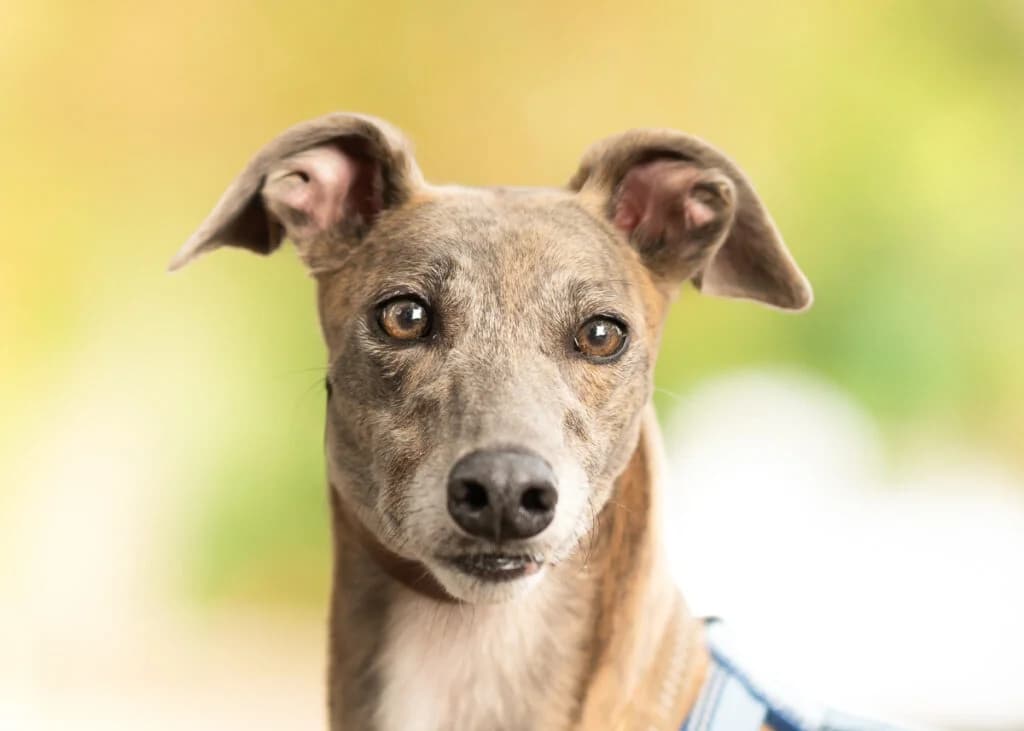Petal, Greyhound for adoption at Wimbledon Greyhound Welfare