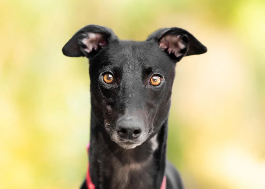 Peppa, Greyhound for adoption at Wimbledon Greyhound Welfare
