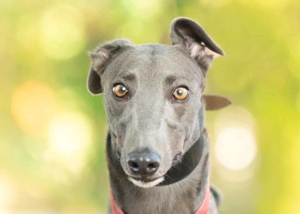 Lynx, Greyhound for adoption at Wimbledon Greyhound Welfare