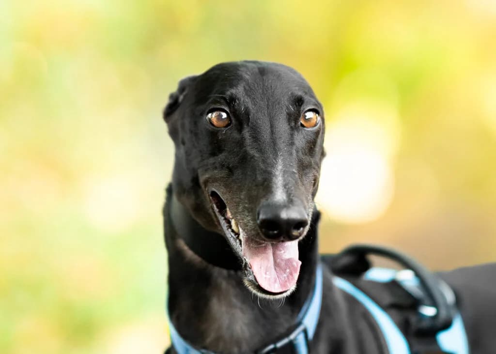 Disco, Greyhound for adoption at Wimbledon Greyhound Welfare