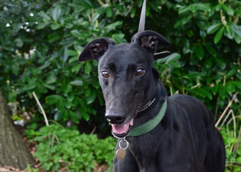 Maurice, Greyhound for adoption at Wimbledon Greyhound Welfare