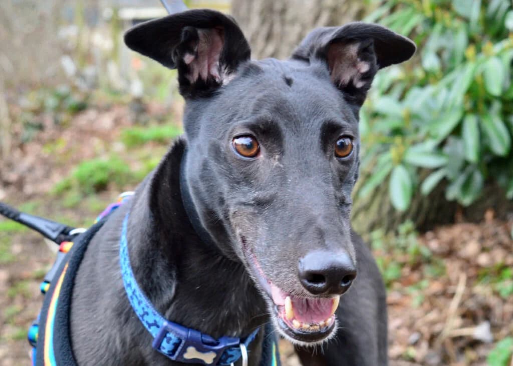 Leo – Born June 2016, Greyhound for adoption at Wimbledon Greyhound Welfare
