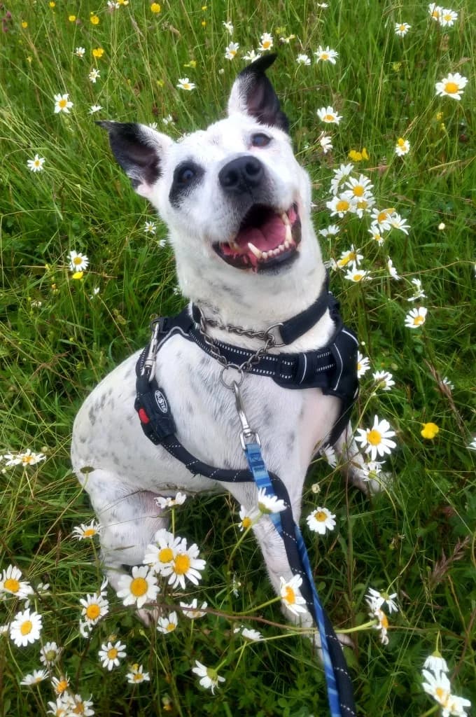 Maxx, male senior Staffordshire Bull Terrier for adoption at Windyway Animal Rescue, Macclesfield