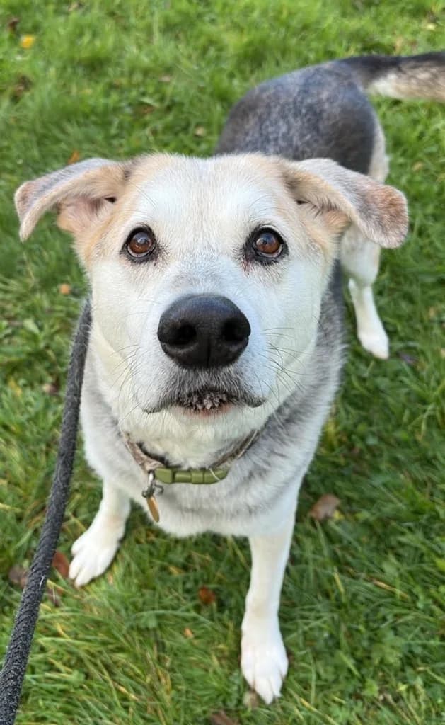 Holt, male senior Labrador Retriever for adoption at Windyway Animal Rescue, Macclesfield