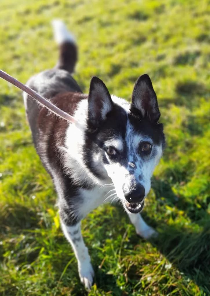 George H, male senior Border Collie for adoption at Windyway Animal Rescue, Macclesfield