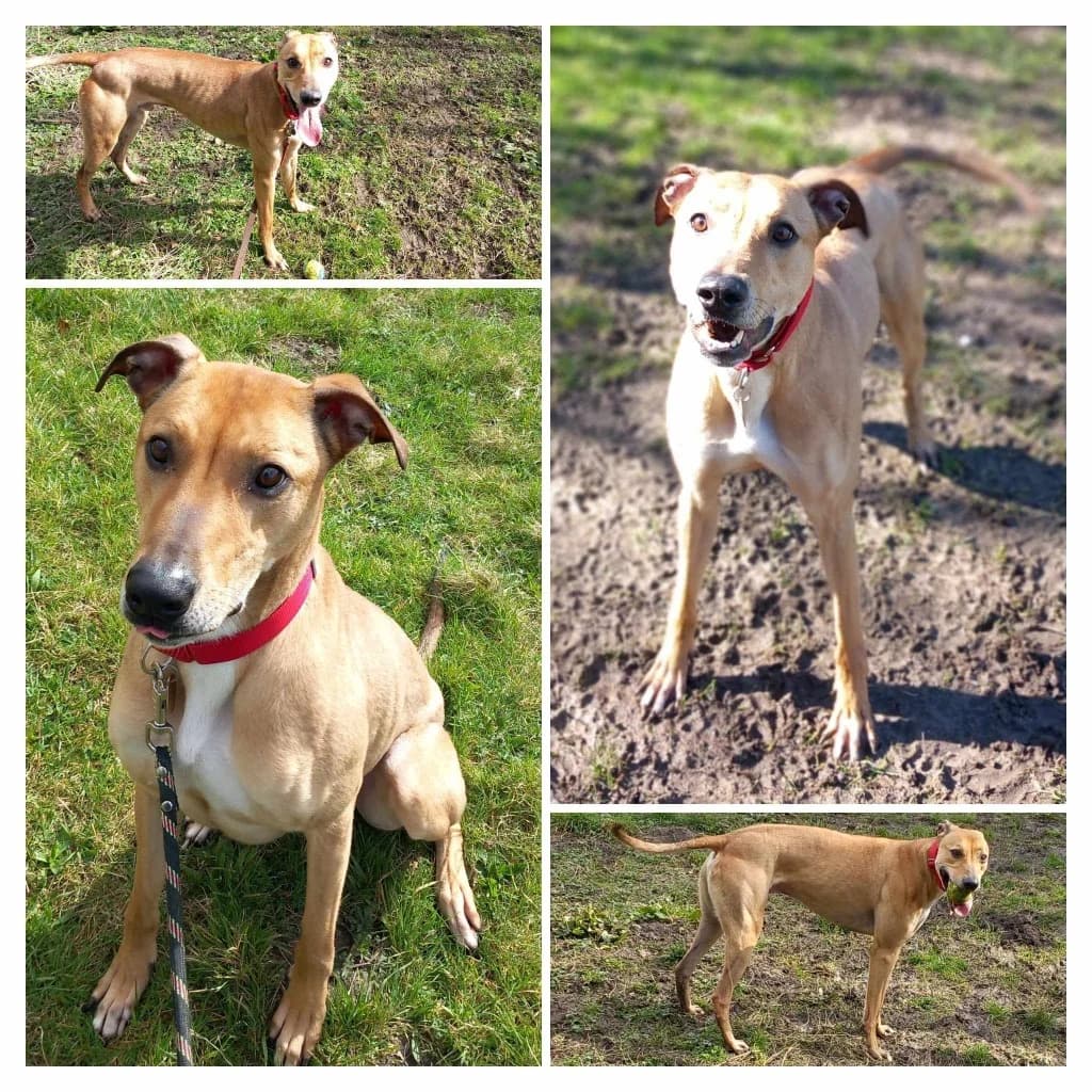 Rex, male 5yo Lurcher for adoption at Windyway Animal Rescue, Macclesfield