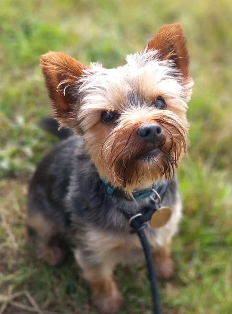 Milo, male young Yorkshire Terrier for adoption at Windyway Animal Rescue, Macclesfield