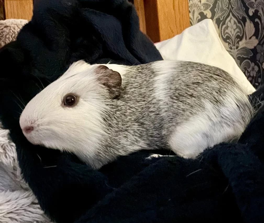 Possum, male young Guinea Pig for adoption at Windyway Animal Rescue, Macclesfield