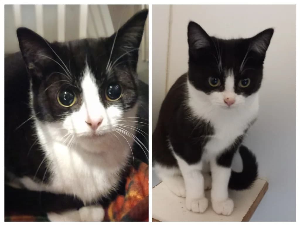 Miller and Summer ( Wheston 9 and 6 ), male young Mixed Breed Cat for adoption at Windyway Animal Rescue, Macclesfield