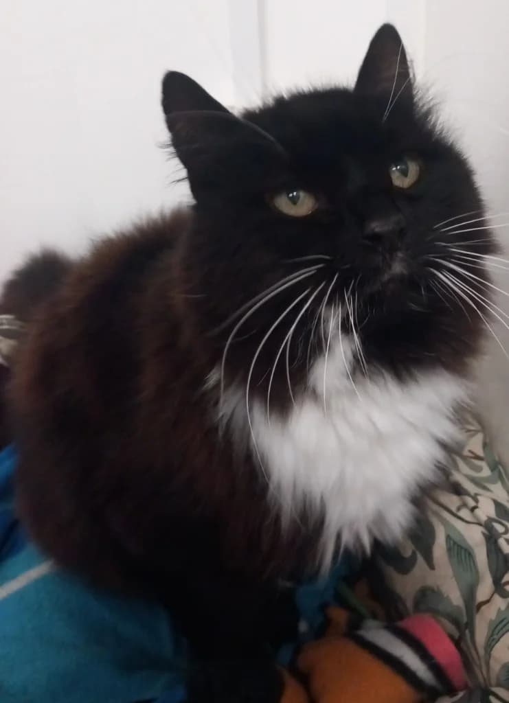 Georgie, male senior Mixed Breed Cat for adoption at Windyway Animal Rescue, Macclesfield