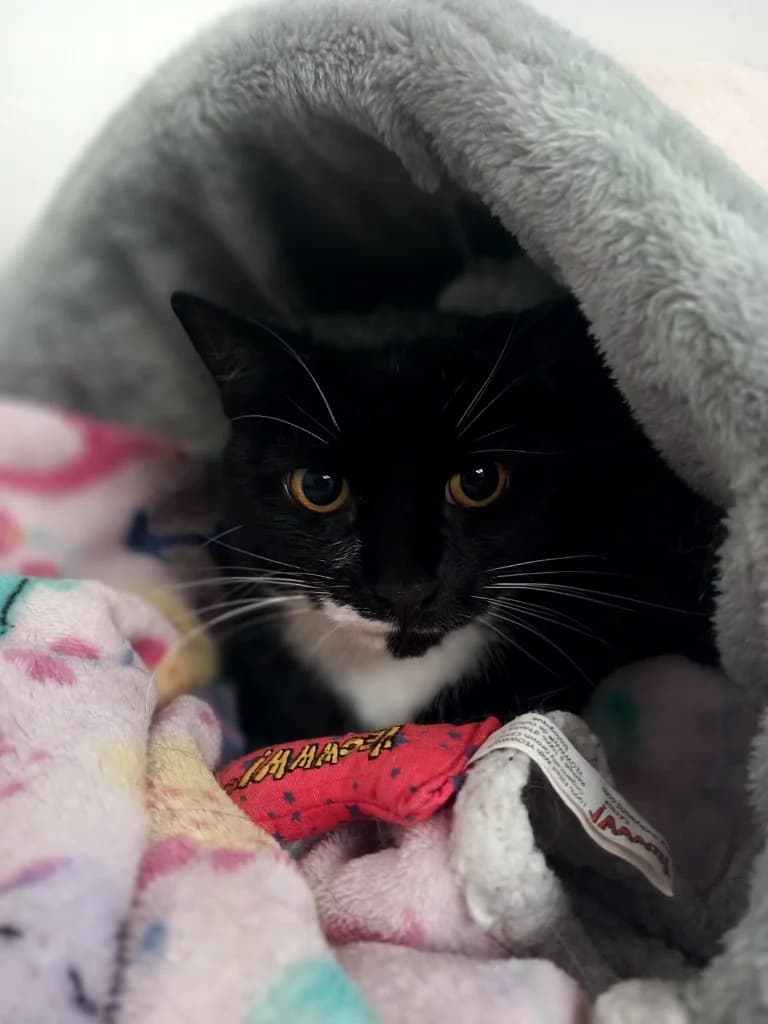 Molly, female 6yo Mixed Breed Cat for adoption at Windyway Animal Rescue, Macclesfield