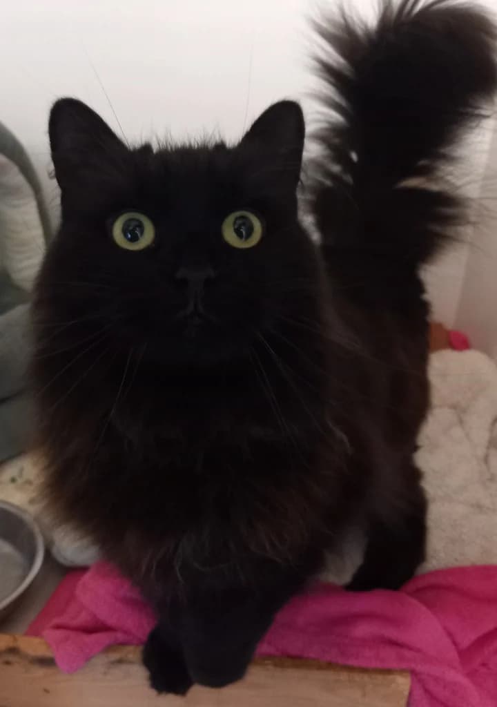 Sky, female senior Mixed Breed Cat for adoption at Windyway Animal Rescue, Macclesfield