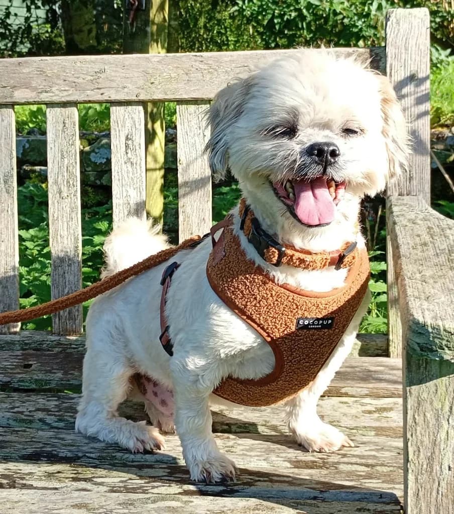 Solo, male senior Shih Tzu for adoption at Windyway Animal Rescue, Macclesfield