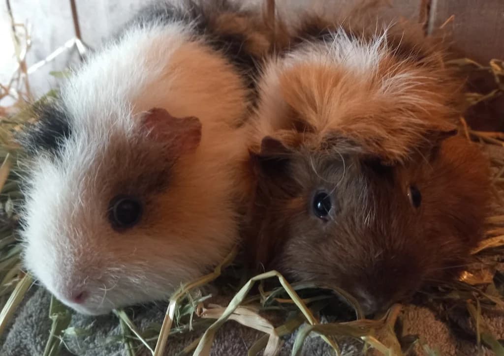 Oreo and Oatie, male 4yo Guinea Pig for adoption at Windyway Animal Rescue, Macclesfield