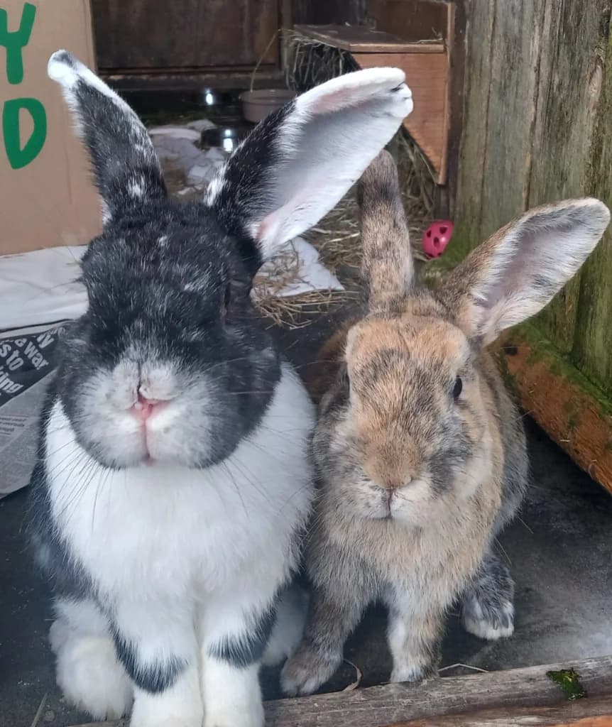 Franklin and Michael, male 6yo mixed breed for adoption at Windyway Animal Rescue, Macclesfield